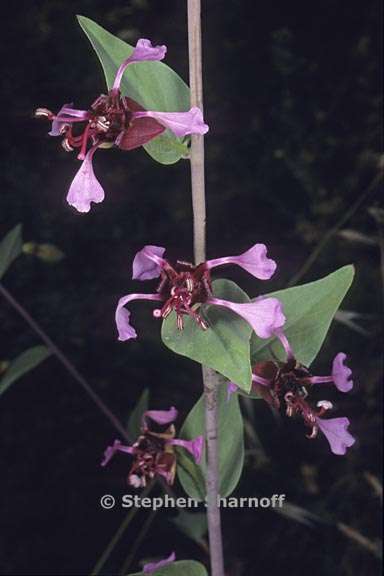 clarkia unguiculata 7 graphic